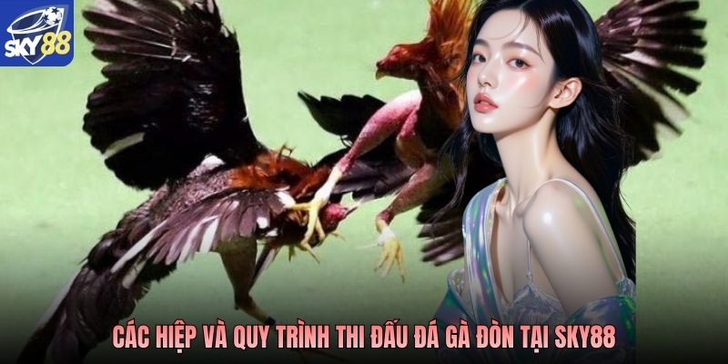 Các hiệp và quy trình thi đấu đá gà đòn tại SKY88